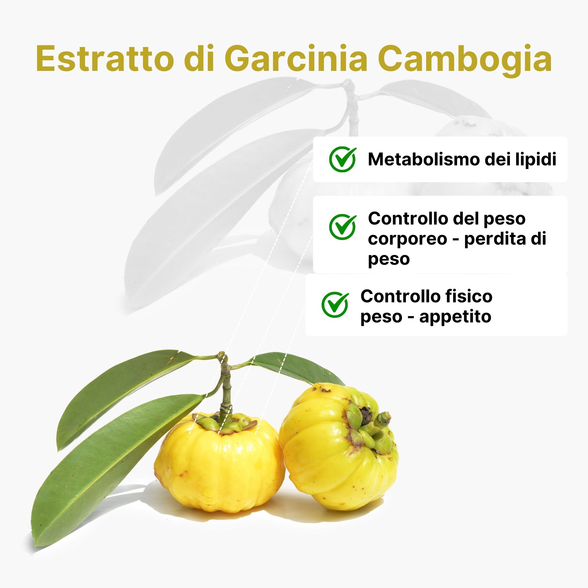 (Italština)_1